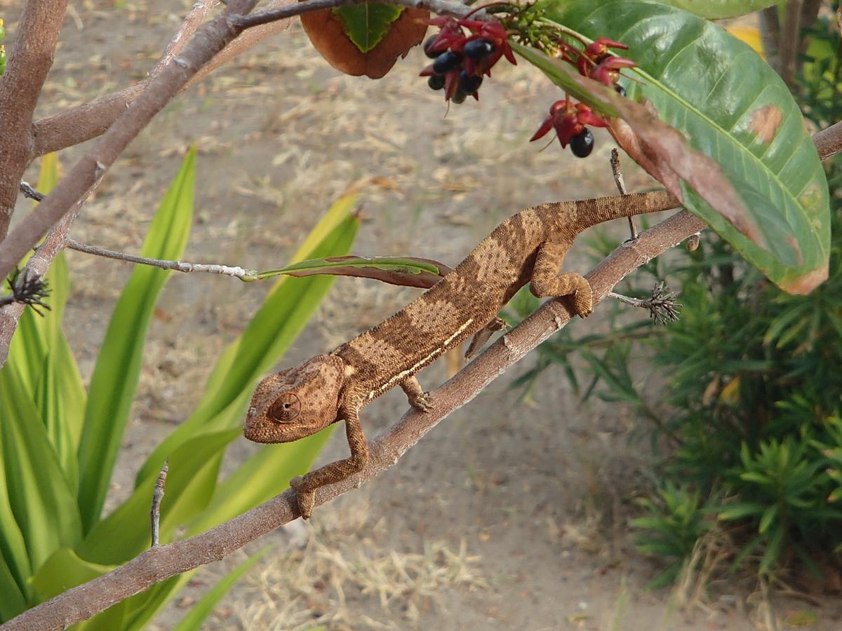 Kimbilio Lodge Kilwa Masoko ภายนอก รูปภาพ